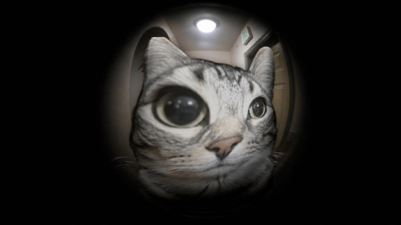 A cat filling the peephole